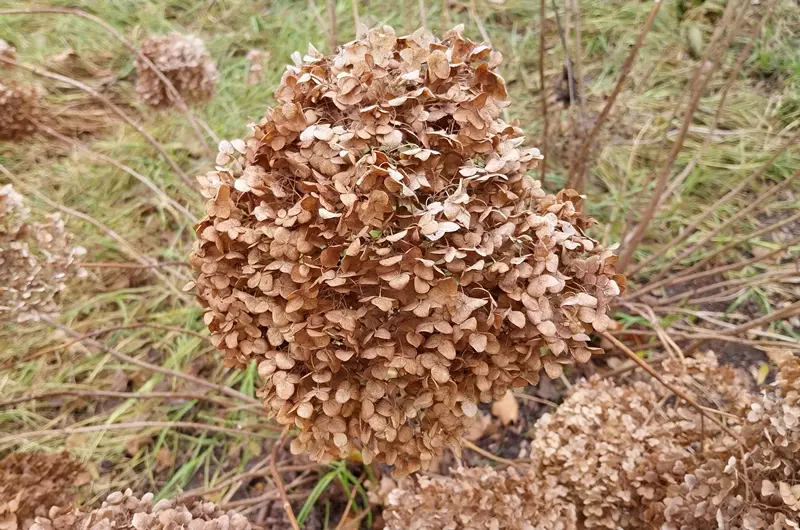 Tête de fleur d'hortensia sèche dans un parc en hiver