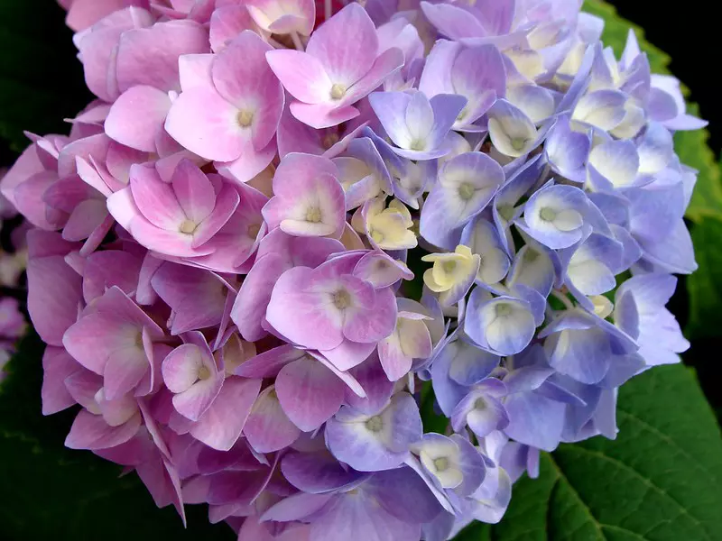 Variation de Couleur chez les Hortensias