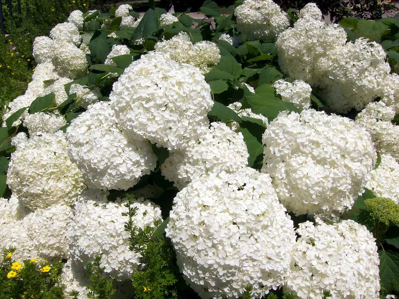 Hydrangea arborescens 'Annabelle' - Hortensia Annabelle