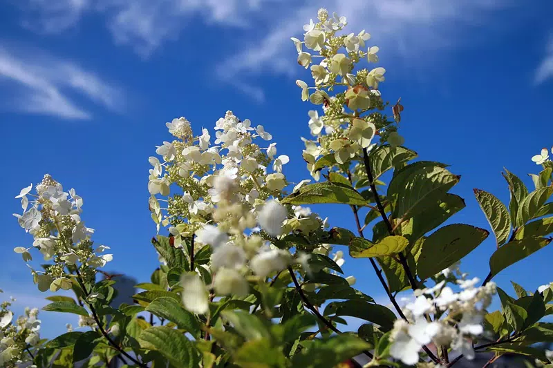 Hydrangea paniculata 'Tardiva'