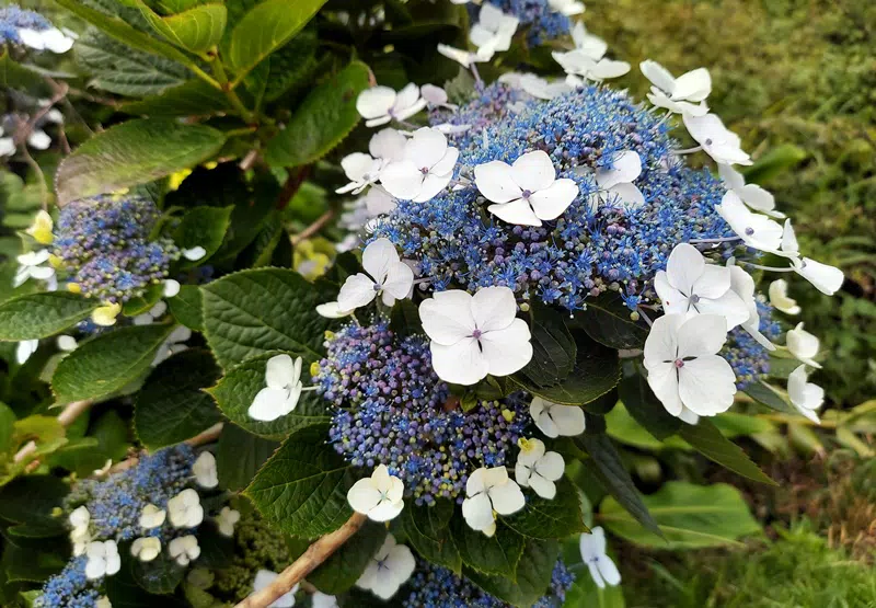 Hydrangea macrophylla 'Twist and Shout'