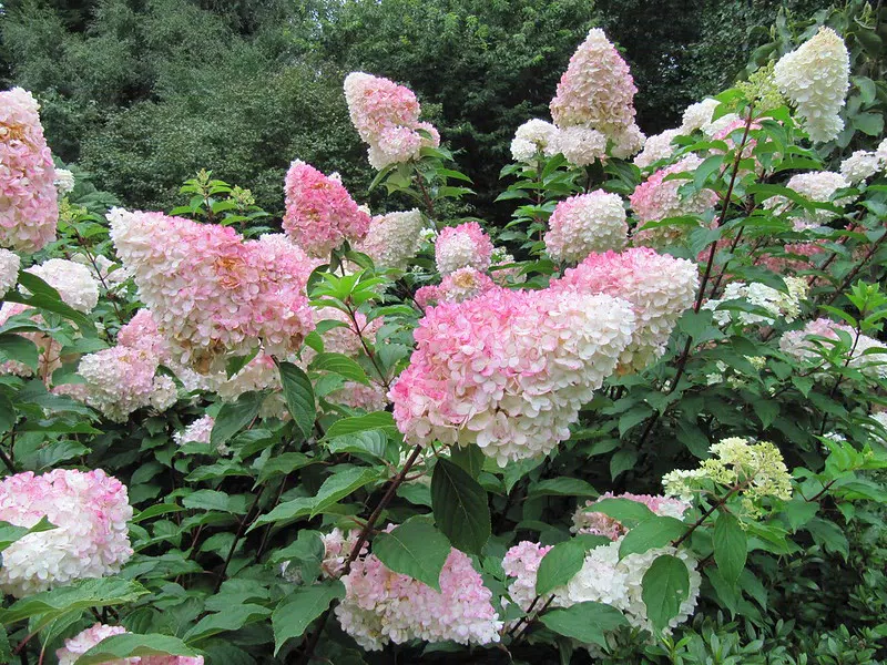 Hydrangea paniculata 'Vanille Fraise'