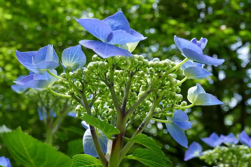 Hydrangea macrophylla 'Zorro'