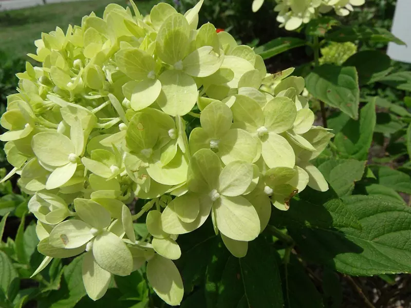 Hydrangea paniculata 'Limelight