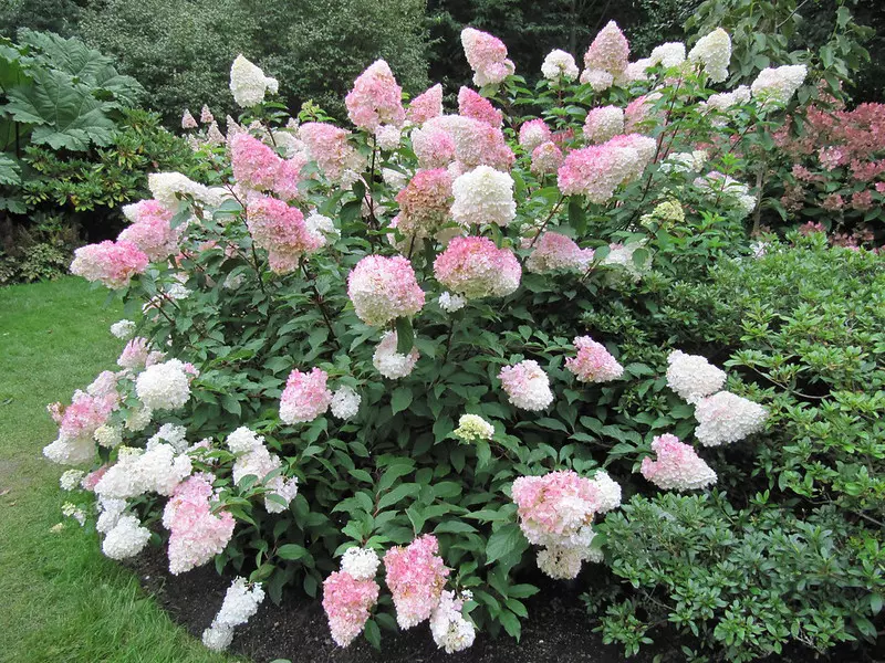 Hydrangea arborescens 'Vanille Fraise'