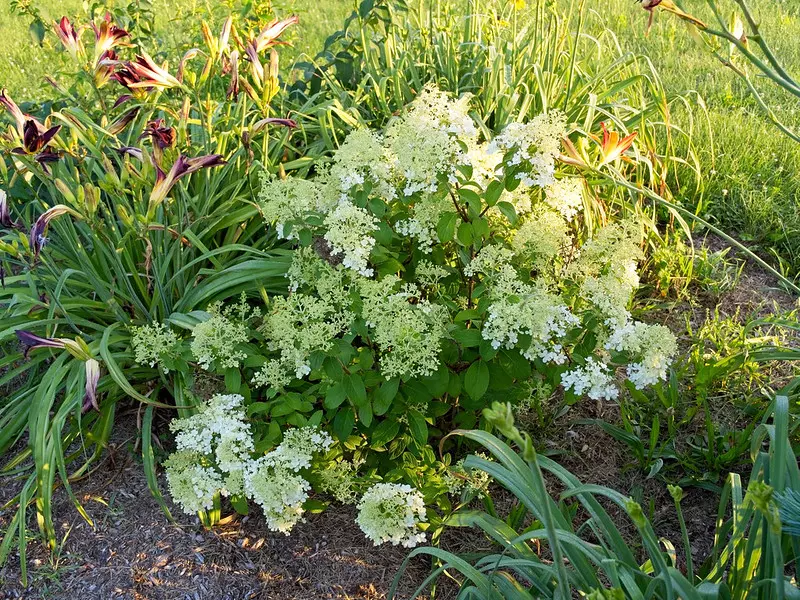 Hydrangea paniculata 'Bobo'