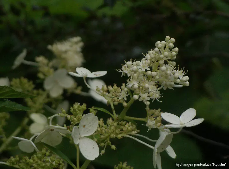 Hydrangea arborescens 'Kyushu'