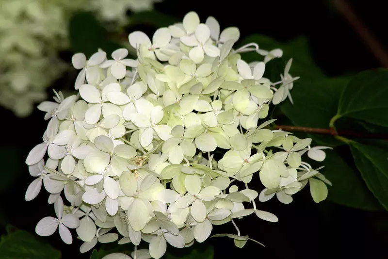 Hydrangea arborescens 'Tardiva'