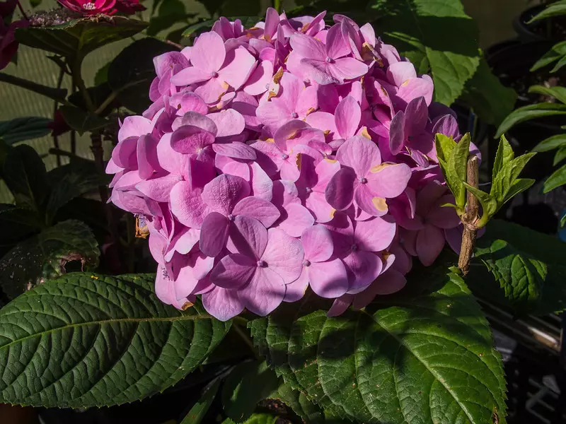 Hydrangea macrophylla 'Penny Mac'