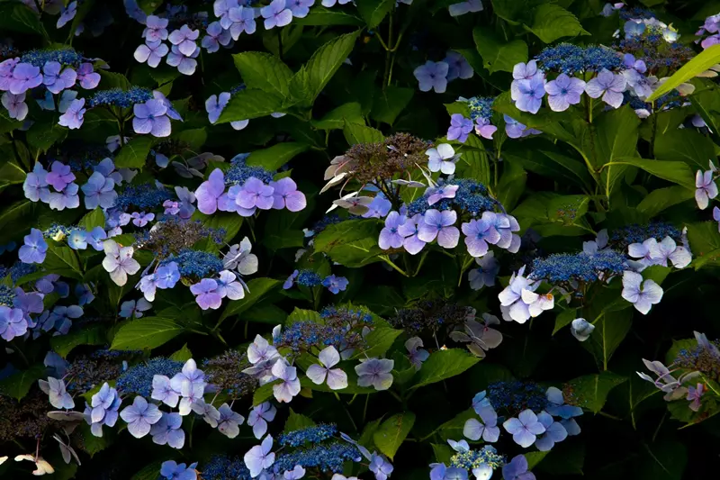 Hydrangea macrophylla 'Twist-n-Shout'