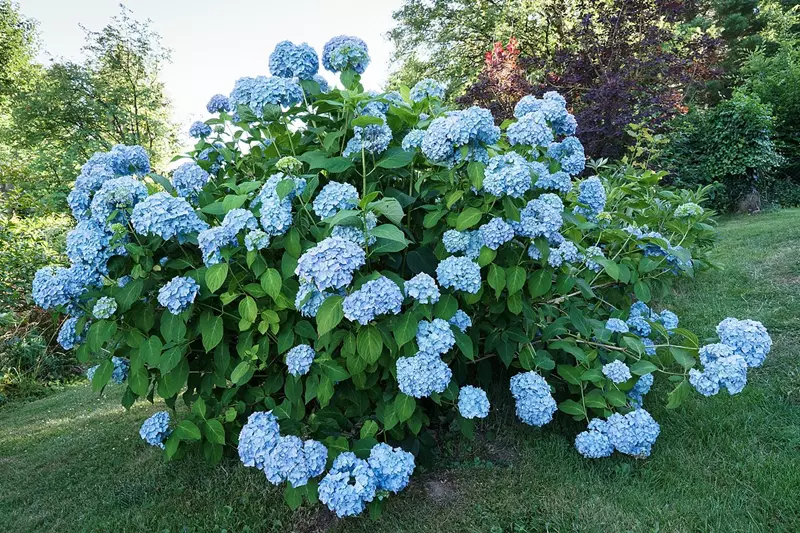 Blooming Hydrangea macrophylla 'Nikko Blue'